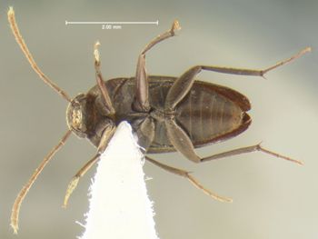Media type: image;   Entomology 31653 Aspect: habitus ventral view